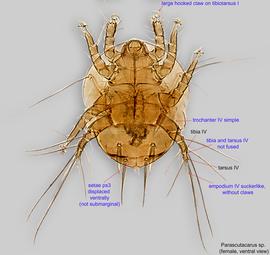  Fig. 2.  Parascutacarus  sp. female, ventral view. 