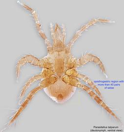  Fig. 2.  Parasitellus talparum  deutonymph, ventral view. 