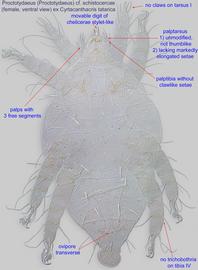  Fig. 2.  Proctotydaeus (Proctotydaeus)  cf.  schistocercae  (ex  Cyrtacanthacris tatarica ) female, ventral view. 