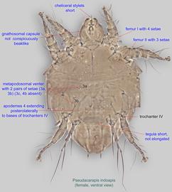  Fig. 2.  Pseudacarapis indoapis  paratype female, ventral view. 