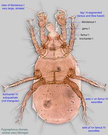  Fig. 2.  Pygmephorus  sp. (MI) female, ventral view. 