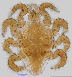  Fig. 2.  Raymentia anomala  female, ventral view. 