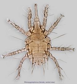  Fig. 2.  Rhinopygmephorus  sp. female, ventral view. 