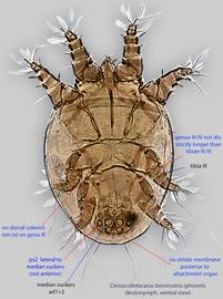  Fig. 2.  Ctenocolletacarus brevirostris  phoretic deutonymph, ventral view. 