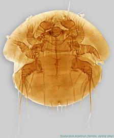  Fig. 2.  Scutacarus acarorum  female, ventral view. 