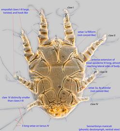  Fig. 2.  Sennertionyx manicati  phoretic deutonymph, ventral view. 