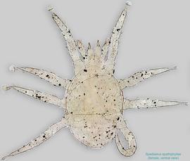  Fig. 2.  Spadiseius spathiphyllae  paratype female, ventral view. 