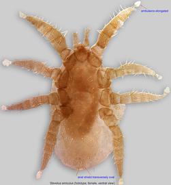  Fig. 2.  Stevelus amiculus  holotype female, ventral view. 