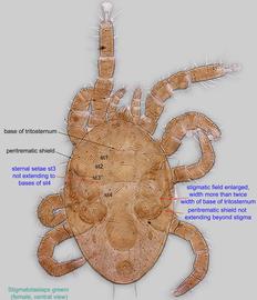  Fig. 2.  Stigmatolaelaps greeni  female, ventral view. 