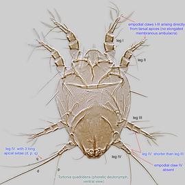  Fig. 2.  Tortonia quadridens  phoretic deutonymph, ventral view. 