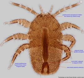  Fig. 2.  Tropilaelaps  sp. (ex  Apis florea ) female, ventral view. 