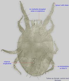  Fig. 2.  Tydeus  sp. (MI) female, ventral view. 