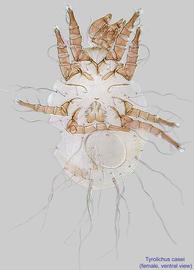  Fig. 2.  Tyrolichus casei  female, ventral view. 