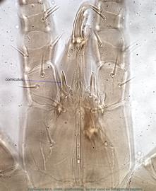  Fig. 20.  Hypoaspis  sp.n. (ex  Tetragonula pagdeni ) male gnathosoma showing the shape of the corniculi. 