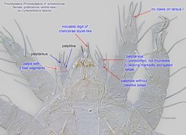  Fig. 3.  Proctotydaeus (Proctotydaeus) cf. schistocercae  (ex  Cyrtacanthacris tatarica ) female gnathosoma, ventral view. 