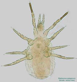 Fig. 19.  Blattisocius   patagiorum  female, ventral view. 