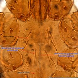  Fig. 3.  Dinogamasus  sp. (ex  Xylocopa aestuans ) female sternal shield. 