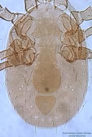 Fig. 3.  Androlaelaps casalis  female idiosoma, ventral view. 