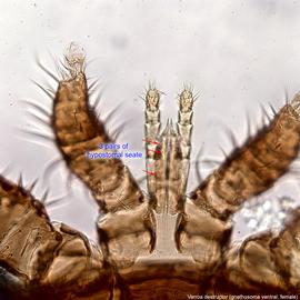  Fig. 3.  Varroa destructor  female gnathosoma, ventral view. 