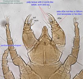  Fig. 3.  Cheletophyes torridae  holotype female prodorsal region. 