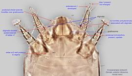  Fig. 3.  Crossacarapis eickworti  female anterior idiosoma, dorsal view. 