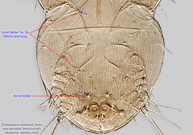  Fig. 3.  Diadasiopus eickworti  holotype phoretic deutonymph posterior idiosoma, ventral view. 