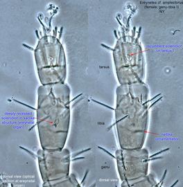  Fig. 3.  Ereynetes  cf.  amplectorus  female genu and tibia I, dorsal view. 