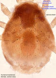  Fig. 3.  Hunteria brasiliensis  holotype female idiosoma, ventral view. 