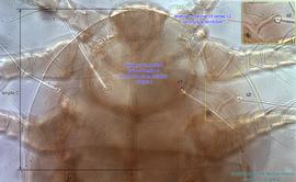  Fig. 3.  Imparipes  sp. (ex  Nomia nortoni ) female tergite C (part of hysterosoma that expands anteriorly covering propodosoma and gnathosoma), dorsal view. 