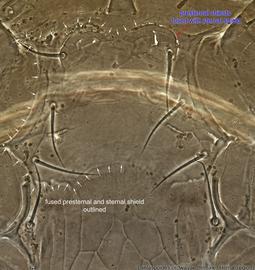  Fig. 3.  Laelaspoides ordwayae  holotype female sternal region, dorsal view. 