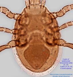  Fig. 3.  Macrocheles muscadomesticae  female, dorsal idiosoma. 