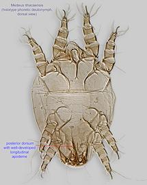  Fig. 3.  Medeus ithacaensis  holotype phoretic deutonymph, dorsal view; DIC. 