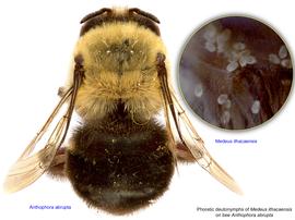  Fig. 17. Phoretic deutonymphs of  Medeus ithacaensis  on bee  Anthophora abrupta;  photo by Lindsey Seastone & Laura Hartmann, ITP. 