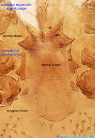  Fig. 3.  Melittiphis alvearius  female sterno-genital region. 