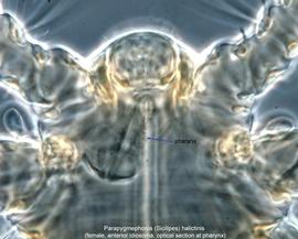  Fig. 3.  Parapygmephorus (Sicilipes) halictinis  female, optical section of anterior idiosoma at level of pharynx. 