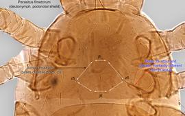  Fig. 3.  Parasitus fimetorum  deutonymph podonotal region, dorsal view. 