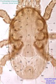  Fig. 3.  Proctolaelaps   longisetosus  female idiosoma, dorsal view. 