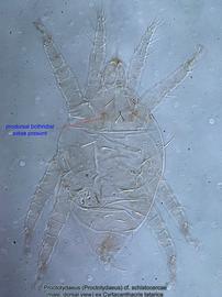  Fig. 4.  Proctotydaeus (Proctotydaeus)  cf.  schistocercae  (ex  Cyrtacanthacris tatarica ) male, dorsal view. 