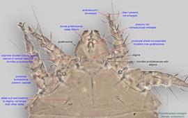  Fig. 3.  Pseudacarapis indoapis  paratype female prodorsum. 