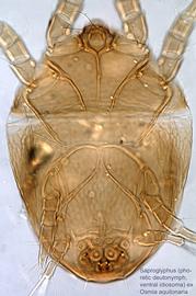  Fig. 3.  Saproglyphus  sp. (ex  Osmia aquilonaria ) phoretic deutonymph idiosoma, ventral view .  