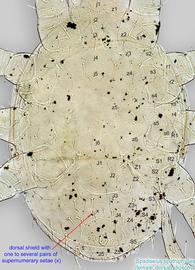 Fig. 3.  Spadiseius spathiphyllae  paratype female dorsal shield. 