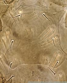  Fig. 3. Sternal shield of  Stevelus amiculus  holotype female, ventral view. 