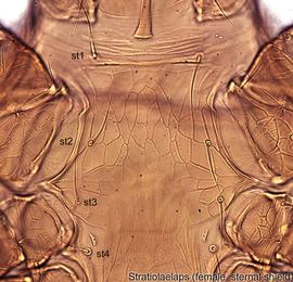  Fig. 3.  Stratiolaelaps  sp. female sternal shield. 