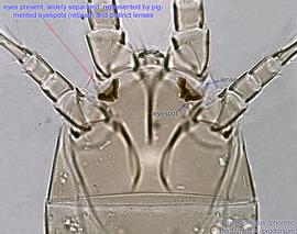  Fig. 3.  Thyreophagus  sp. phoretic deutonymph prodorsum. 