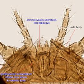  Fig. 3.  Tropilaelaps  sp. (ex  Apis florea),  female gnathosoma, ventral view. 