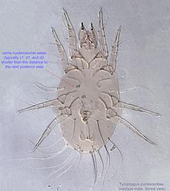  Fig. 3.  Tyrophagus putrescentiae  neotype male, dorsal view. 