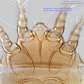  Fig. 3.  Vidia rubi  phoretic deutonymph propodosoma, ventral view. 