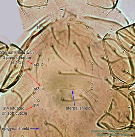  Fig. 20.  Blattisocius   patagiorum  female sternal shield region. 