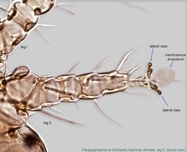  Fig. 5.  Parapygmephorus (Sicilipes) halictinis  female, leg II, dorsal view. 