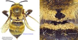  Fig. 18. Phoretic deutonymphs of  Medeus ithacaensis  on bee  Anthophora bomboides . 